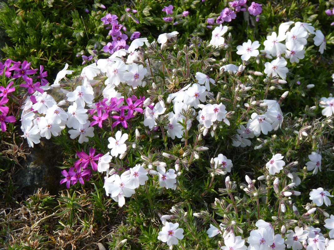 Phlox subulata 'Amazing Grace' photo